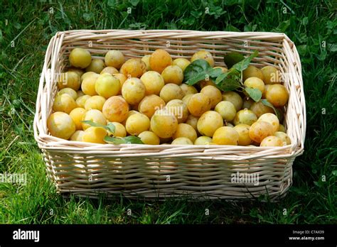 Panier de prunes Reine-Claude
