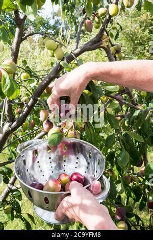 Mains cueillant des prunes mûres d'un arbre