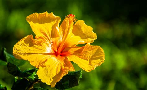 une fleur d'hibiscus rouge vif en gros plan