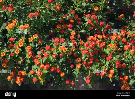 Lantana camara en fleurs