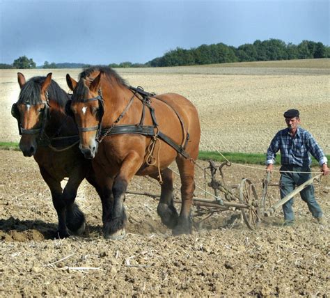 Ancien attelage de plusieurs chevaux tirant une charrue