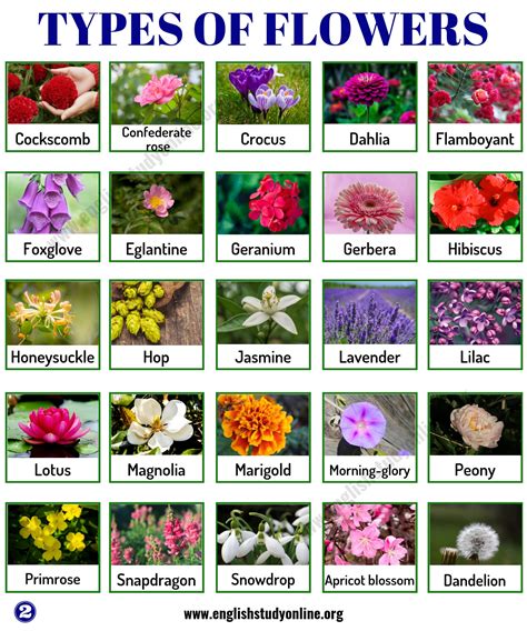 Différents types de fleurs et bouquets