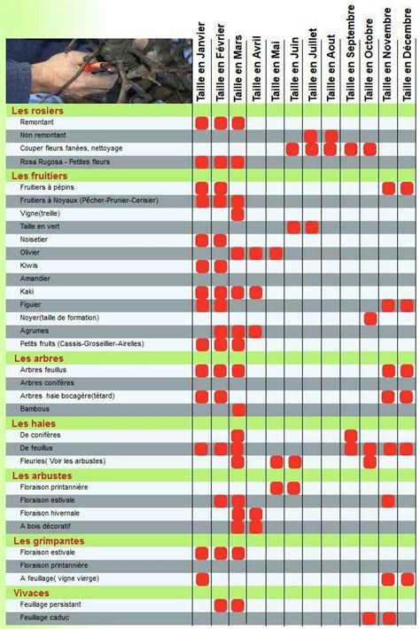 Calendrier de taille et de propagation de l'hibiscus