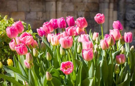 Illustration de diverses variétés de tulipes en pleine floraison dans un jardin