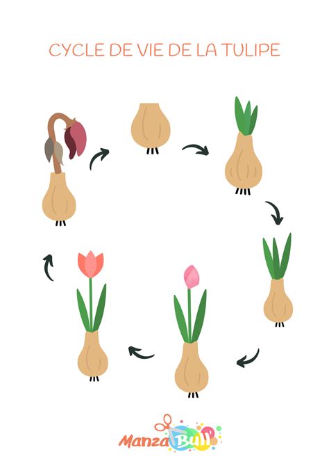 Diagramme illustrant le cycle de vie d'un bulbe de tulipe après la floraison