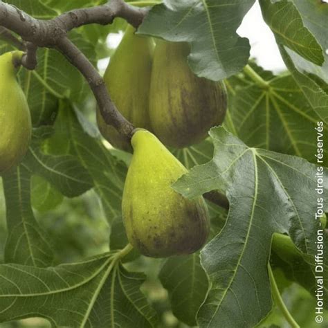 Illustration d'un figuier 'Précoce de Dalmatie' chargé de fruits