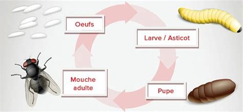Larves de mouches vertes sur matière organique
