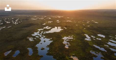 Un herboriste récoltant du Rivebulbe dans une zone marécageuse