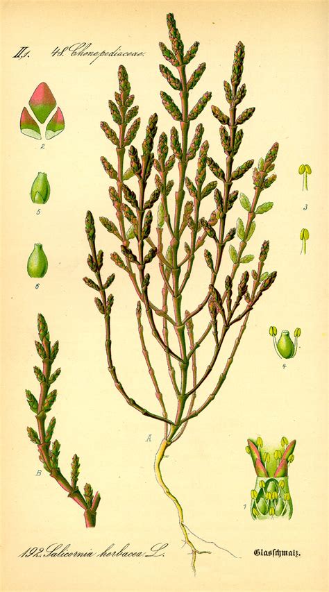Illustration de la Salicorne (Salicornia europaea)