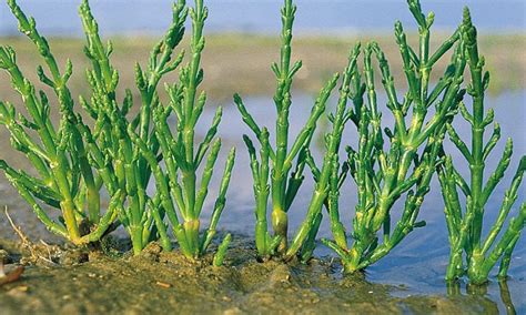 Schéma illustrant la différence entre Salicornia europaea et Salicornia pusilla
