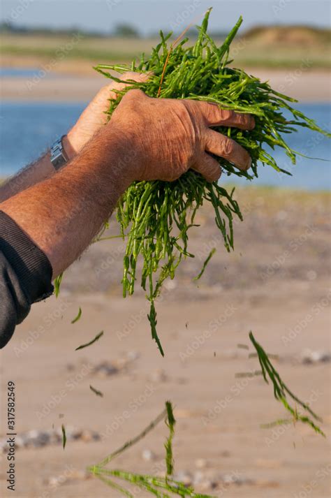 Pêcheurs à pied ramenant leur cueillette de salicorne à la pointe du Hourdel (Baie de Somme)