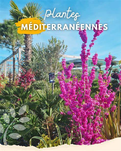 galerie de photos de plantes méditerranéennes de mi-ombre