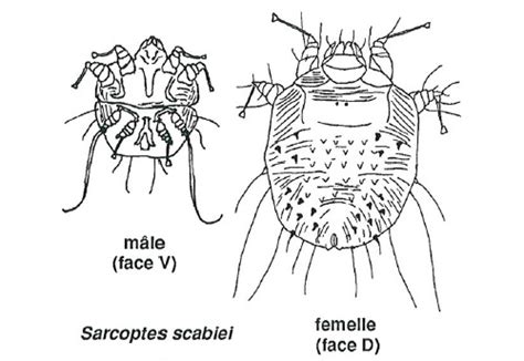 Schéma de l'acarien Sarcoptes scabiei var. canis