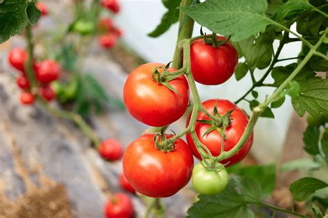 Plantes de tomates au potager