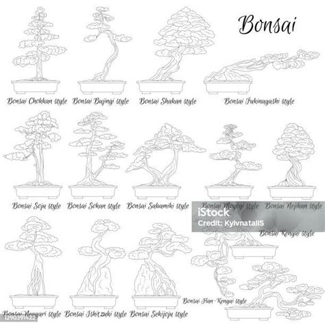 Illustration des différents styles de bonsaï
