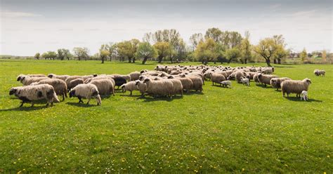 Paysage verdoyant breton avec moutons en pâturage