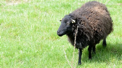 Mouton d'Ouessant avec ses cornes en spirale dans un pré