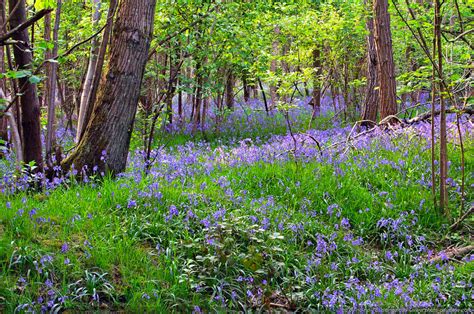 Tapis naturel de jacinthes des bois en sous-bois au printemps