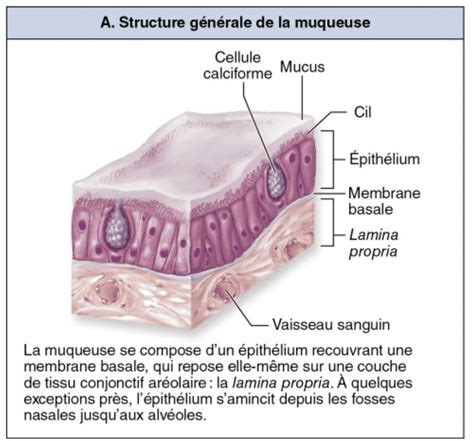 Représentation microscopique d'une muqueuse duodénale enflammée par rapport à une muqueuse saine
