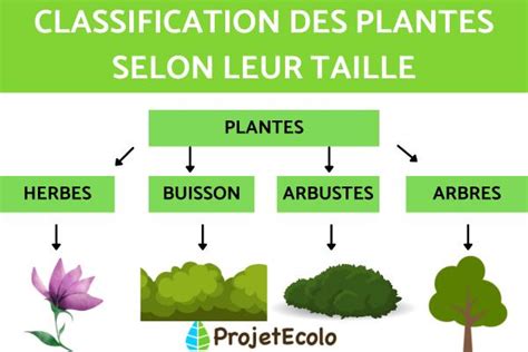 Schéma illustrant les différents types de tuteurs selon la taille et le type de plante
