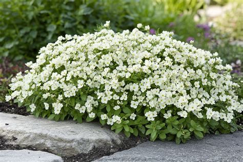 Un bonsaï Carmona en pleine floraison avec ses petites fleurs blanches délicates