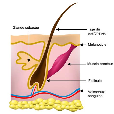 Schéma illustrant la structure du poil double du Shih Tzu : sous-poil dense et poil de couverture soyeux