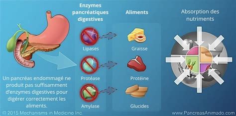 Représentation schématique des enzymes pancréatiques et de leur activation dans le duodénum