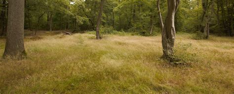 Vue panoramique d'un terrain en friche avant et après débroussaillage professionnel