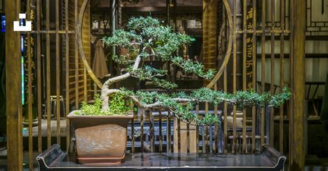 Un bonsaï naturel sur une table en bois