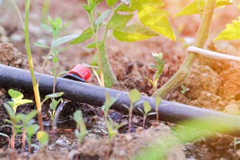 Schéma d'installation d'un tuyau poreux au potager