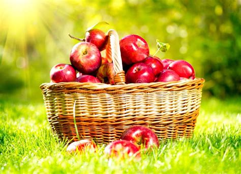 Panier de pommes fraîches dans un verger