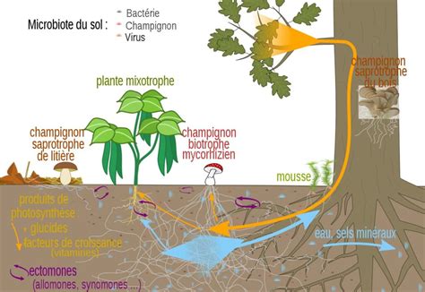 Schéma illustrant le réseau mycélien souterrain reliant les champignons aux racines des arbres