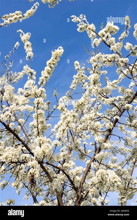 Illustration d'un prunier en fleurs au printemps