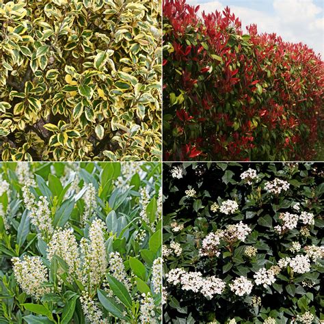 Photographie comparative des feuillages de Photinia, Eleagnus et Osmanthus