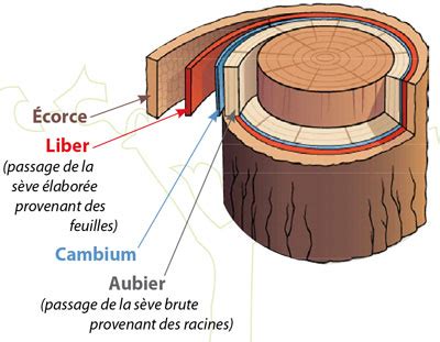 Schéma explicatif de la zone de cambium lors d'une greffe