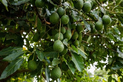 Illustration d'un avocatier en pleine croissance avec des avocats mûrs