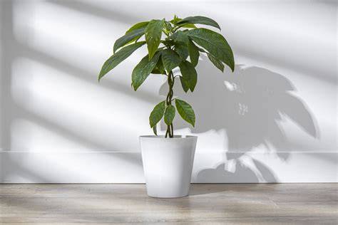 Image d'un avocatier en pot, bien entretenu, avec de nouvelles pousses