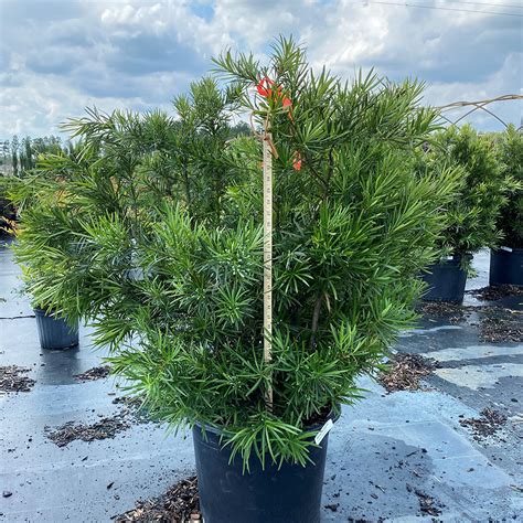 Arbre Podocarpus macrophyllus en pleine nature