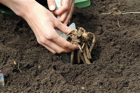 plantation de bulbes de dahlias
