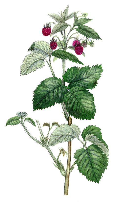 Illustration d'un framboisier avec ses feuilles et ses fruits