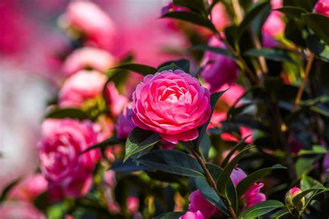 Plan gros plan sur une fleur de camélia en automne
