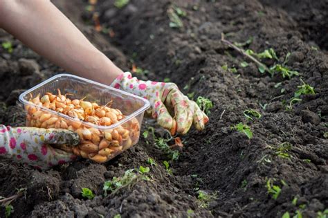 jardinier semant des graines dans un potager