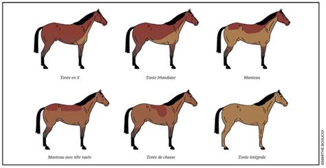 Schéma des différents types de tonte de cheval