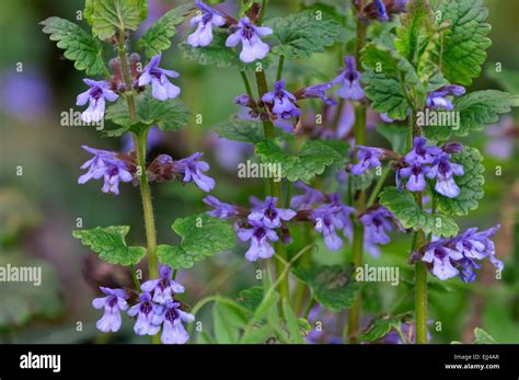 Lierre terrestre en fleurs