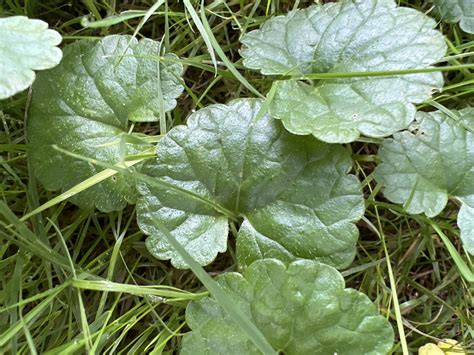 Feuilles réniformes du lierre terrestre