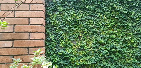 Ficus pumila grimpant sur un mur