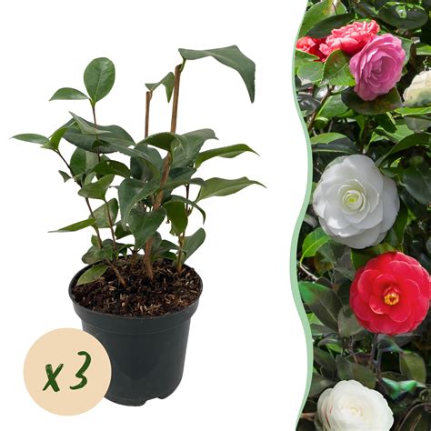 fleurs de camélia roses et blanches