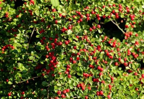 baies rouges de cotonéaster