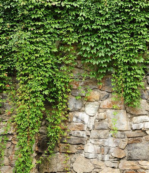 Entretien du lierre sur un mur