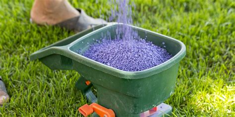 Engrais pour gazon en hiver
